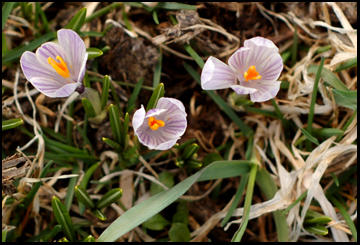 �������. (�) ��� �����������